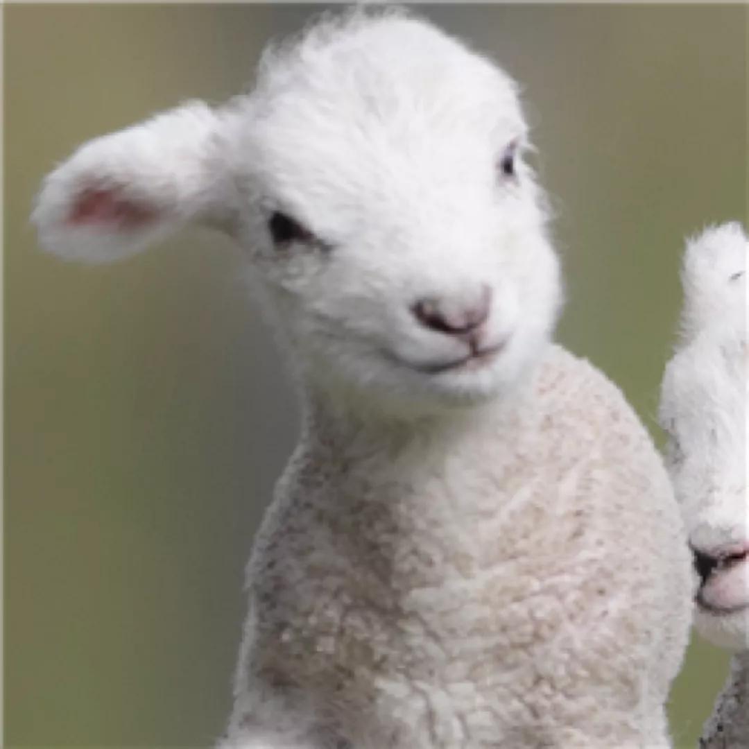 情人节文案甜甜的恋爱,情人节送女朋友甜甜的句子