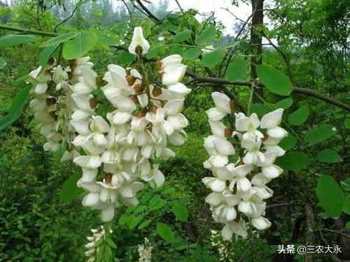 饲料添加什么鸡蛋更黄,饲料多加什么可以增加蛋重