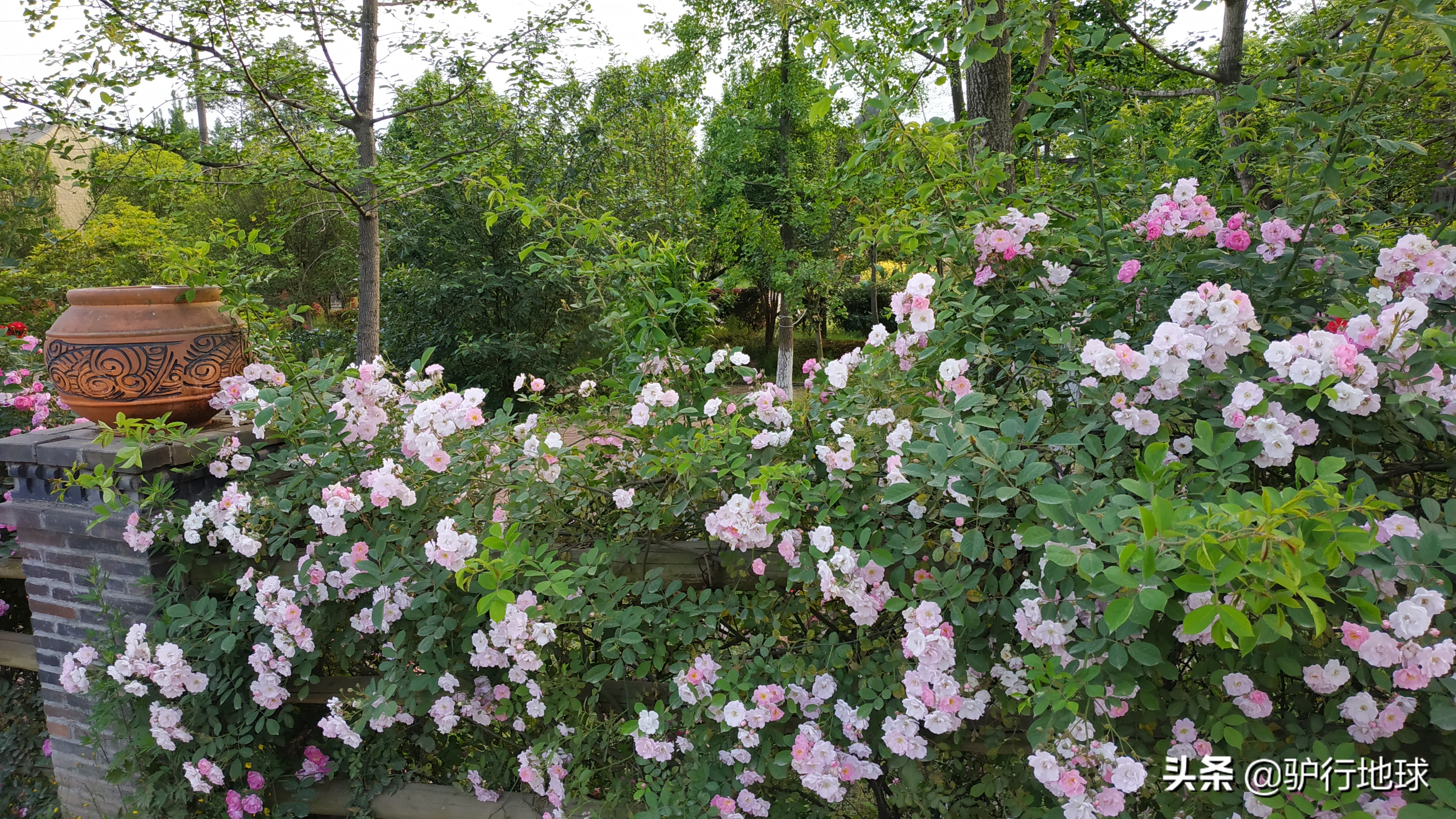 成都周边适合秋天看花的地方,成都周边看花攻略国庆节节