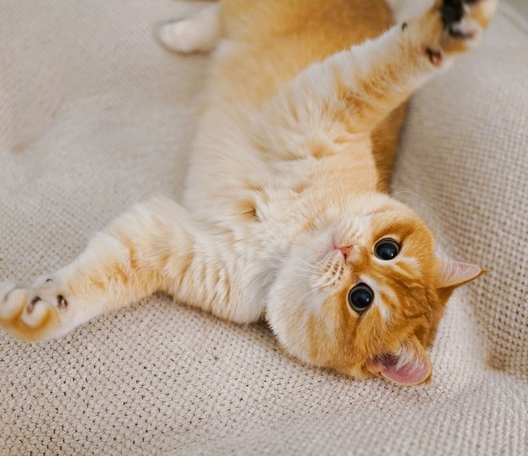 猫咪胆小怕应激怎么锻炼带它出门,怎么改善猫咪胆小的性格