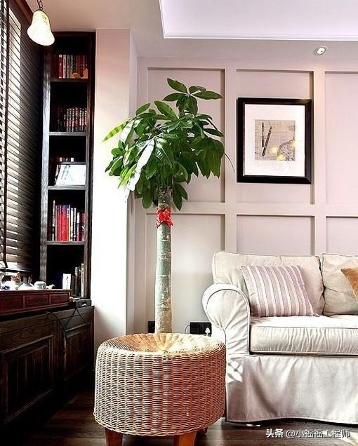 适合孕妇的室内绿植,家里有孕妇房间适合养什么植物