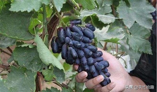 又到一年的稻子成熟季,又到一年果子成熟期