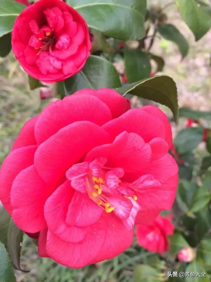 一至十二月的花期,12月到2月份的花期