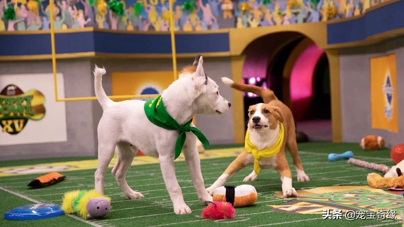 狗狗飞球比赛世界纪录,美国狗狗选美大赛