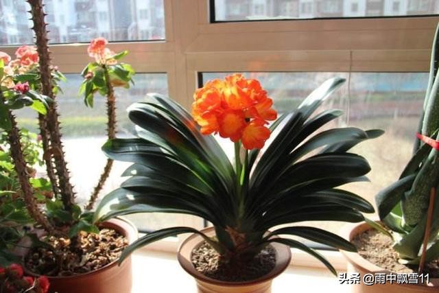 君子兰怎么养才能开得更好,君子兰怎么养才是最好而且能养活