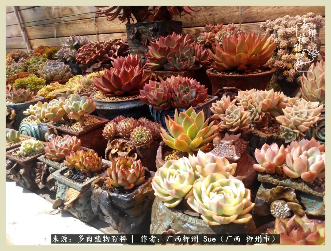 艳阳高照凉爽贵州，我要勤快地捕捉美好！（二）