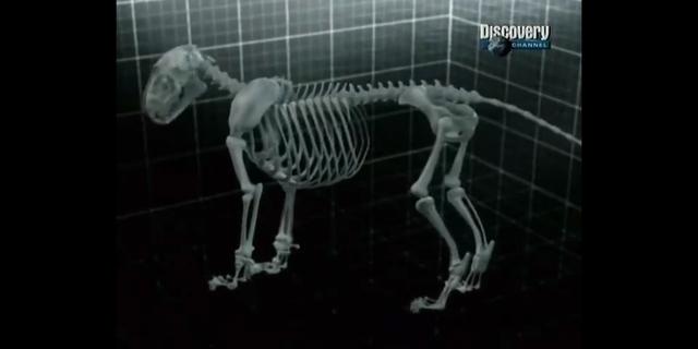 猫科动物实力排名苏门答腊虎,狮虎在猫科动物中战斗力排名第几