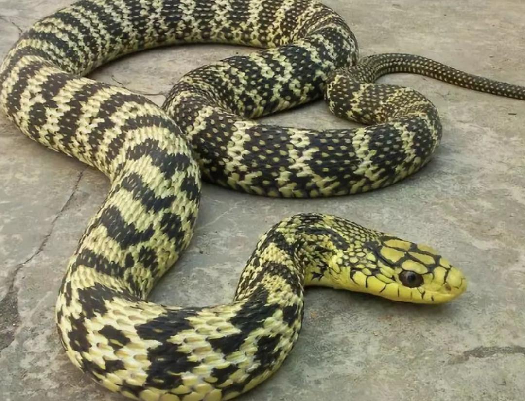 菜花蛇到底是不是无毒蛇,菜花蛇无毒为什么能称百蛇之王