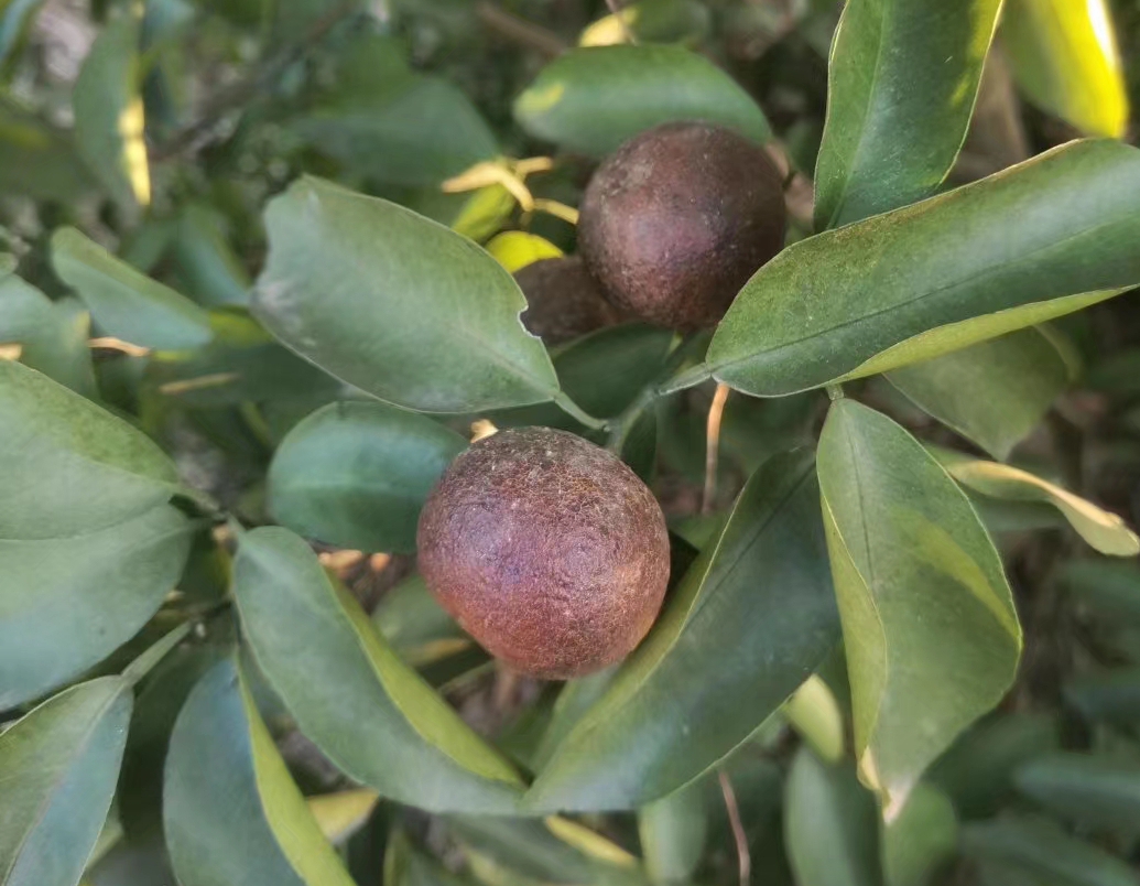 柑桔夏季高温高湿会产生什么病害,柑桔冬季急性炭疽病防治