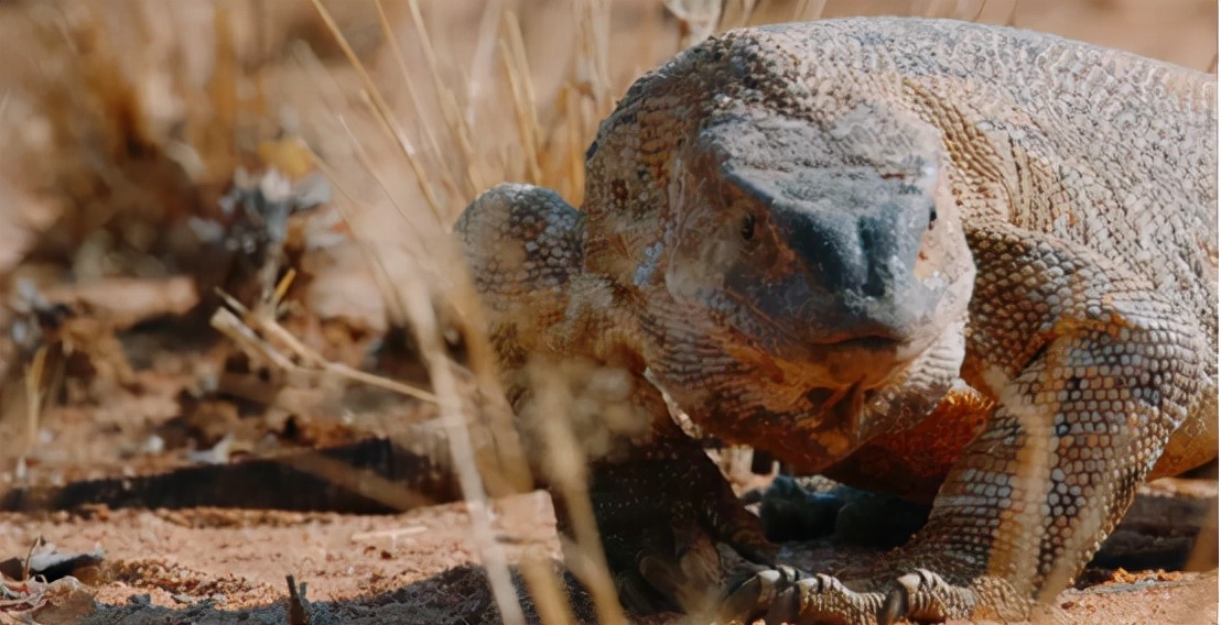 蜜獾吞食毒蛇视频,克星蜜獾专门咬很凶猛的毒蛇