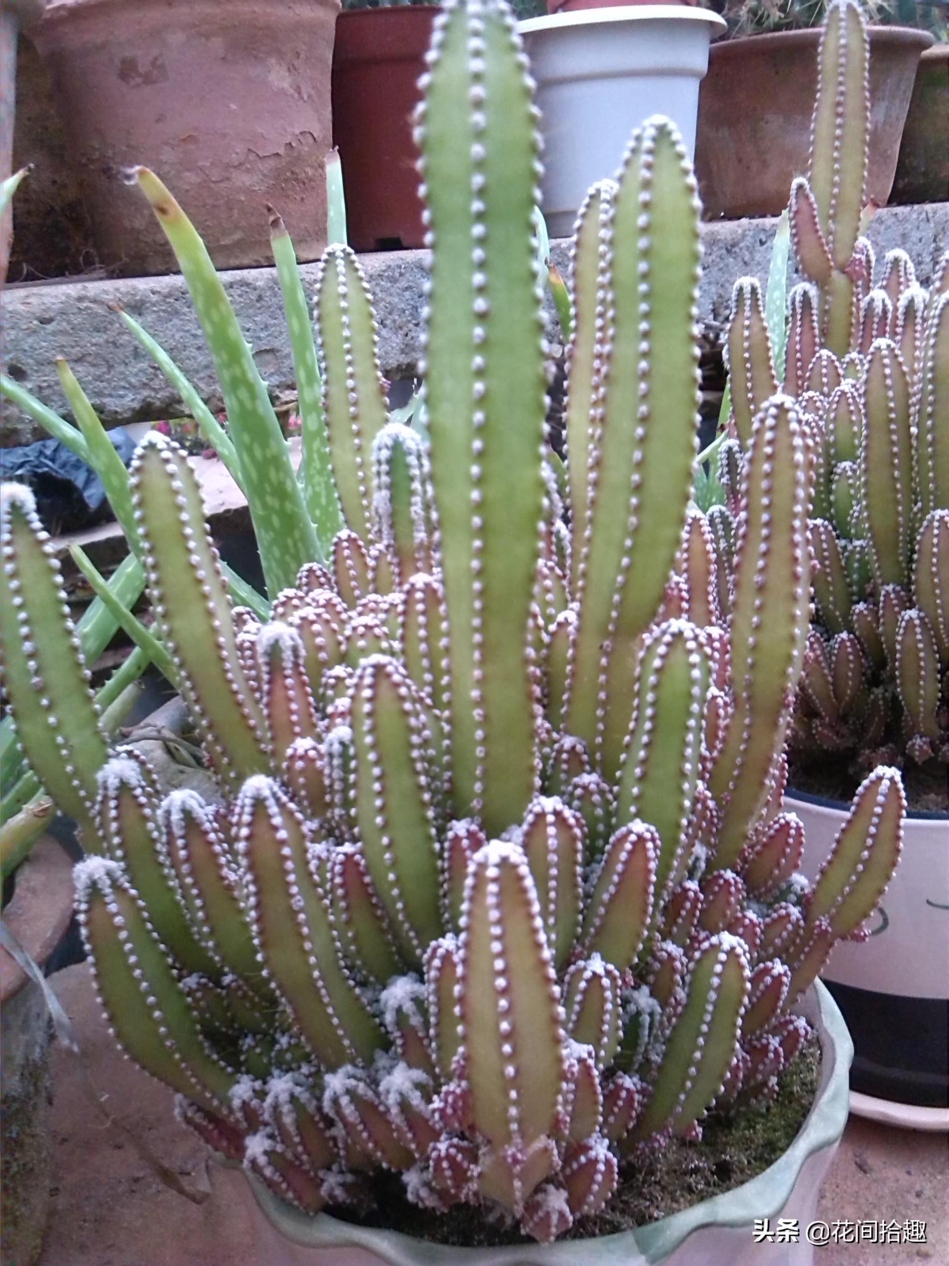 万重山多肉植物仙人掌易养,万重山多肉植物仙人掌