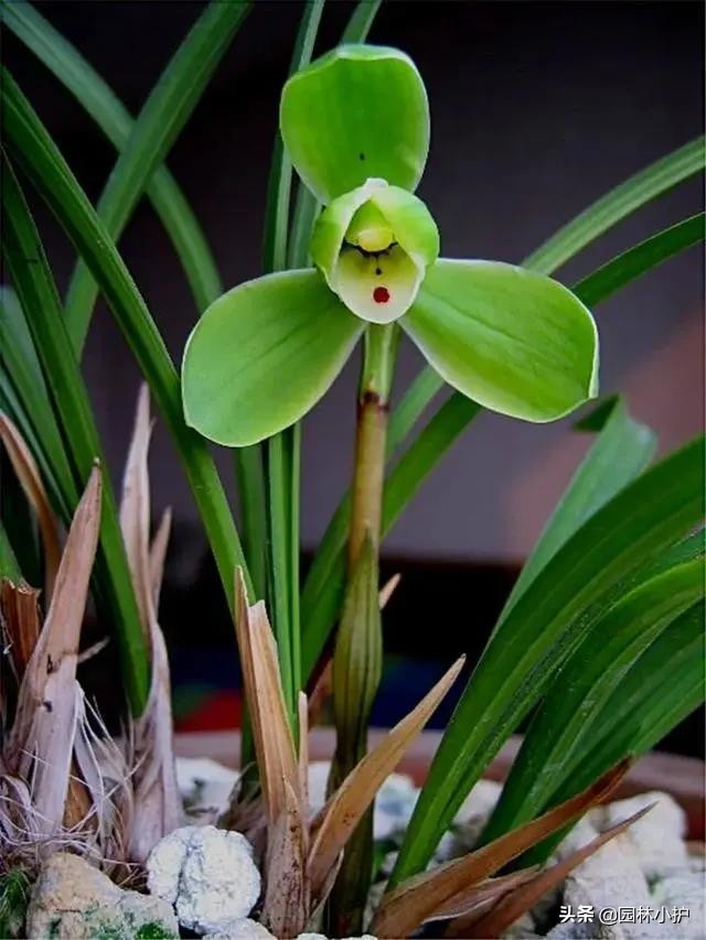 新手养兰花选择什么花,最好养的兰花四季兰品种