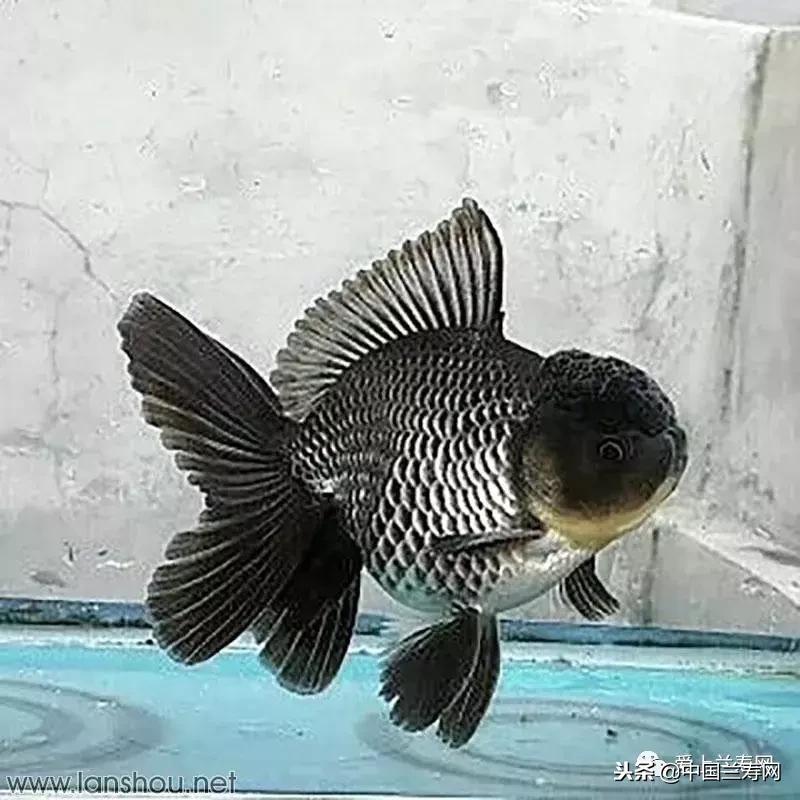 生命力最大的金鱼品种有哪些,十大最好的金鱼品种