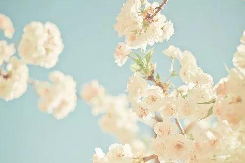 深夜人生感悟的句子说说心情图片,花开时与花落时的心情与人生感悟