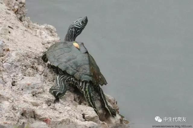 地图龟成体样子,地图龟种类及图解