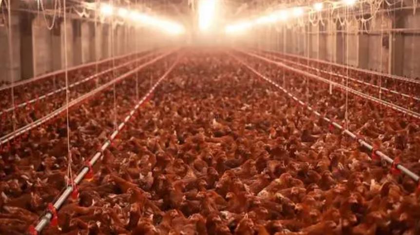 中国养好几万个鸡用鸡粪发电,全国最大的鸡粪发电厂