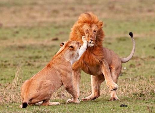 无性生殖动物是怎样生殖的,有性生殖的动物能进行无性生殖吗