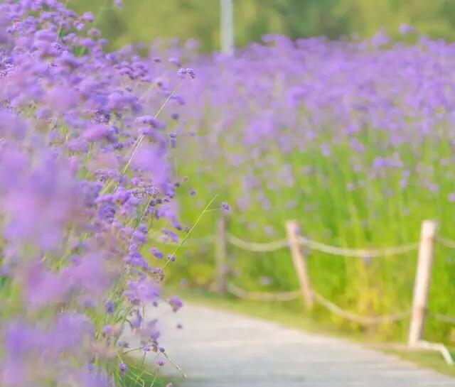 深圳花海公园推荐景点有哪些,深圳花海公园地址在哪里