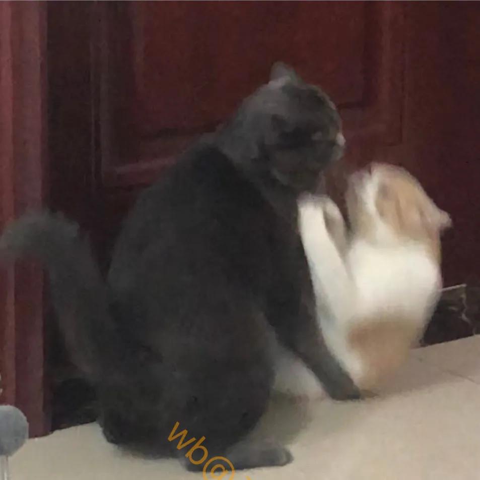 猫是只好猫，可被网友恶整后…哈哈哈没脸见人了