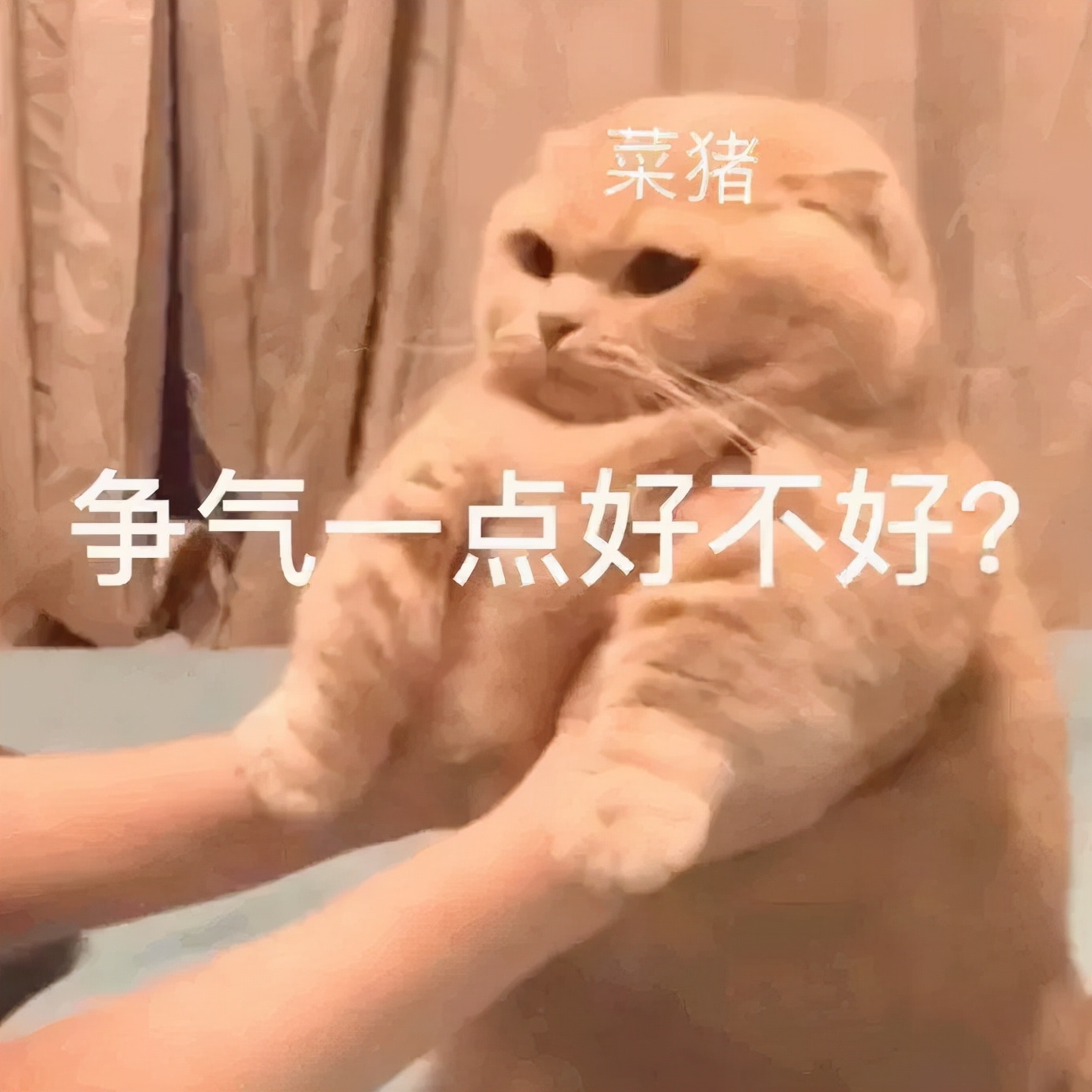 2021最火可爱壁纸海绵宝宝,壁纸手机可爱海绵宝宝