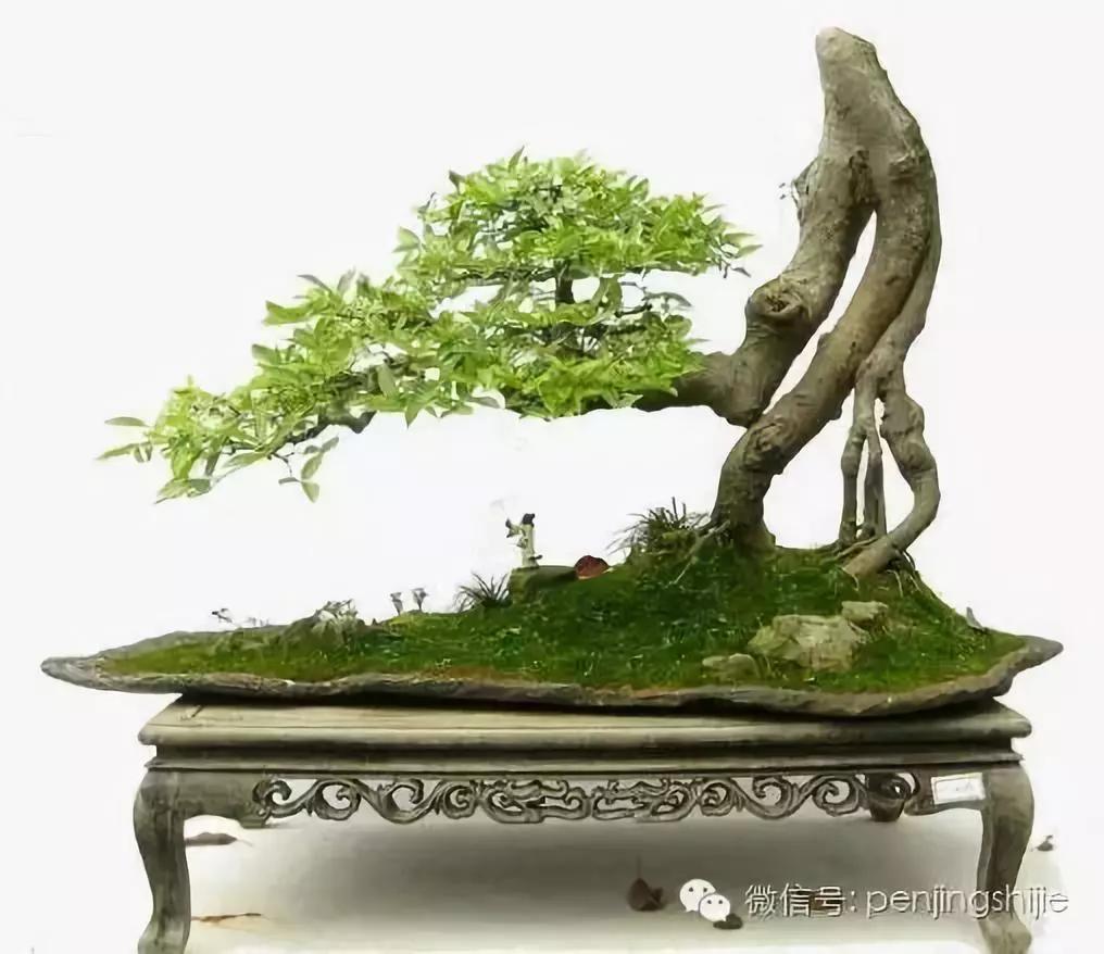 大师级老桩盆景欣赏,精美绝伦的老桩盆景