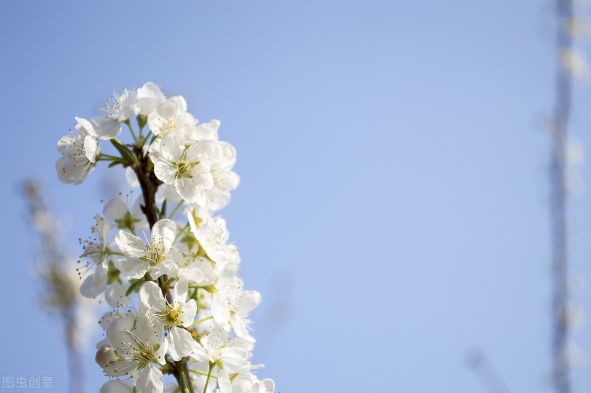 即将开花的十种植物,先长叶后开花的植物
