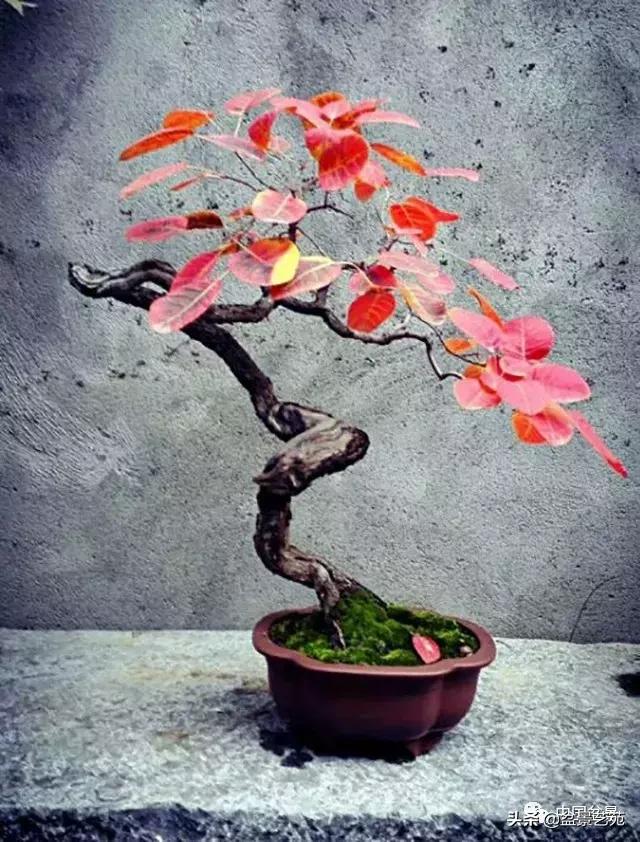 天生好养的36种盆景植物,好养的大盆景植物推荐