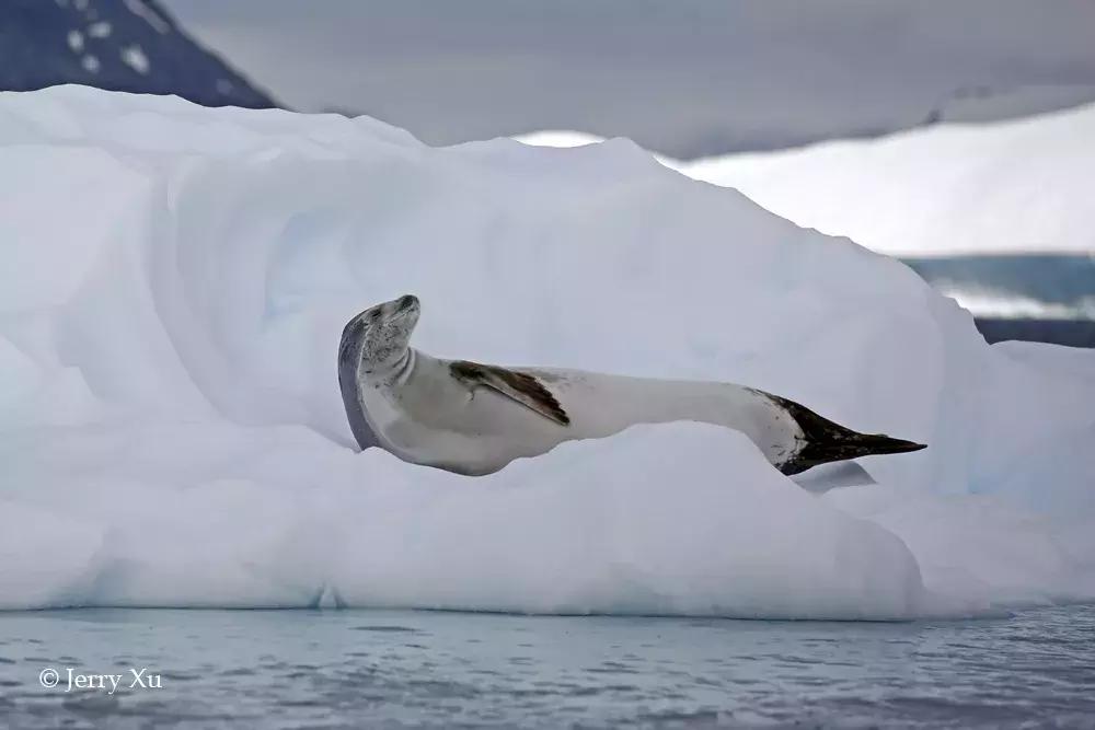 宝典妈妈带你了解国际海豹日,国际海豹日科普