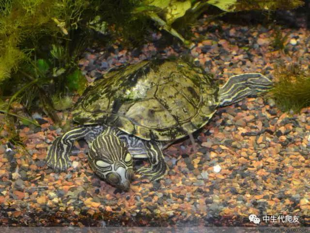 地图龟成体样子,地图龟种类及图解