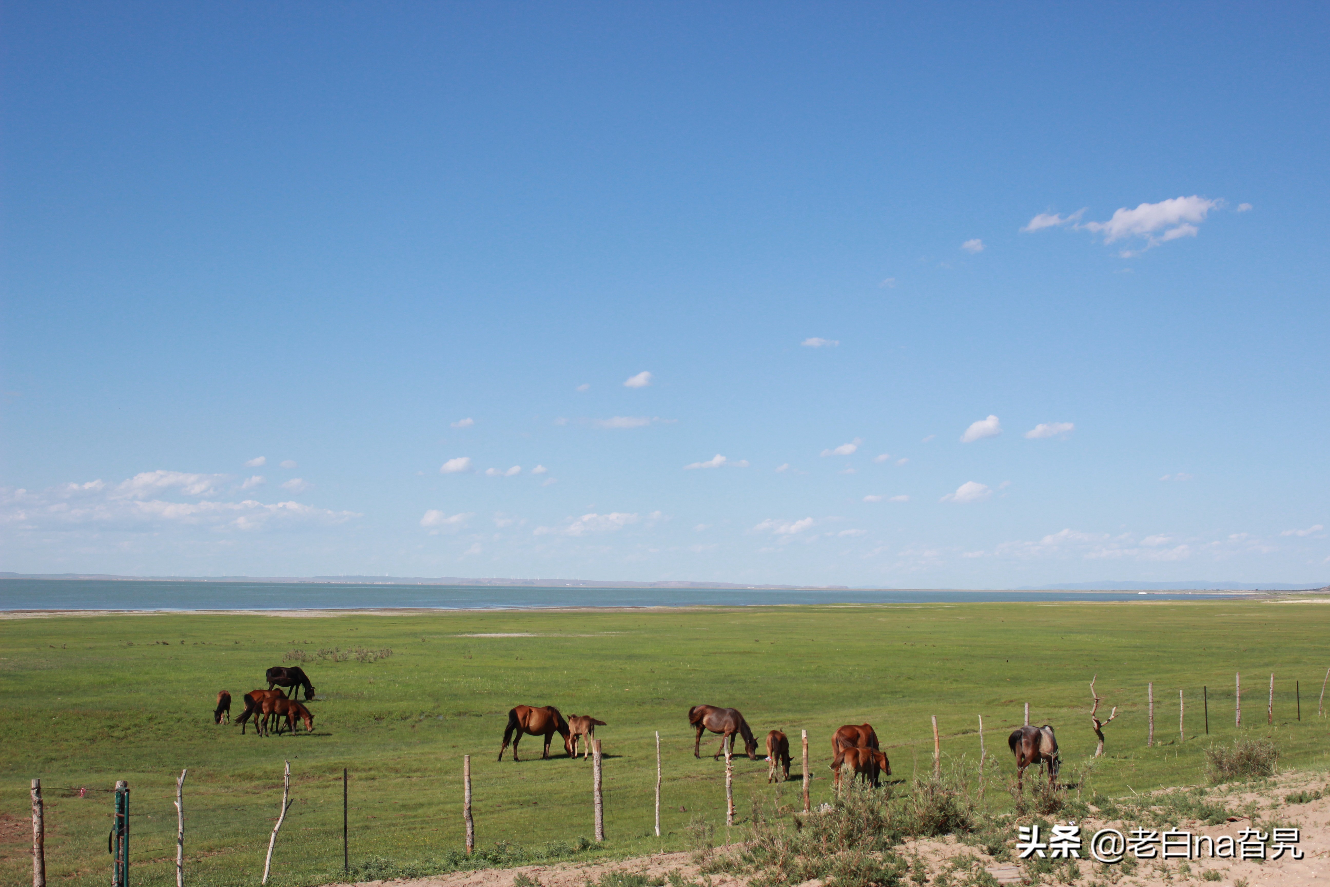 达里诺尔湖早上的风景,达里诺尔湖四大名湖