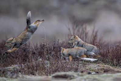 尼康d6拍鸟评测,摄影全套教程尼康d6