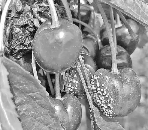 樱桃的常见病虫害及防治方法,樱桃常见虫害防治方案