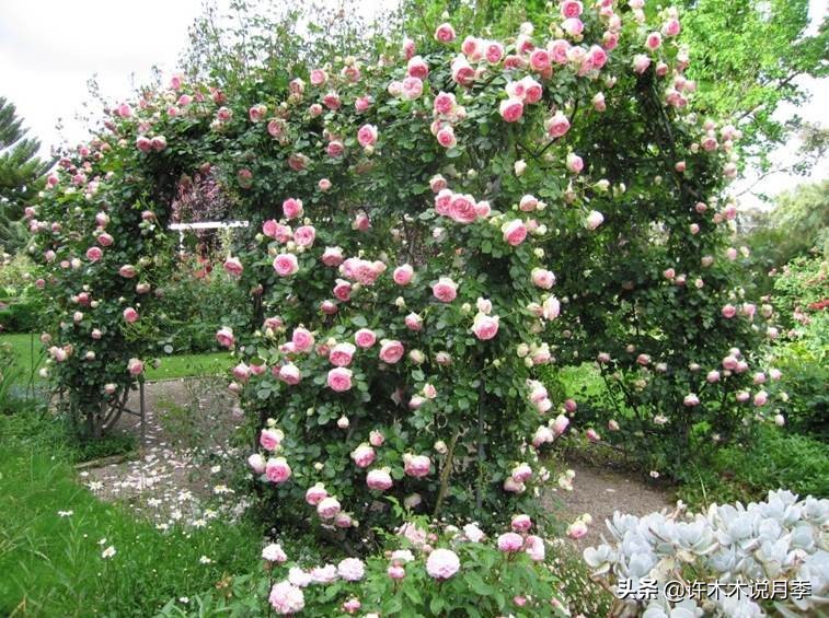 最好种植的藤本月季，种下一颗小苗，收获一片花海