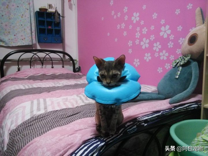 怎样才能彻底治愈猫癣呢,怎样才能彻底治愈猫癣