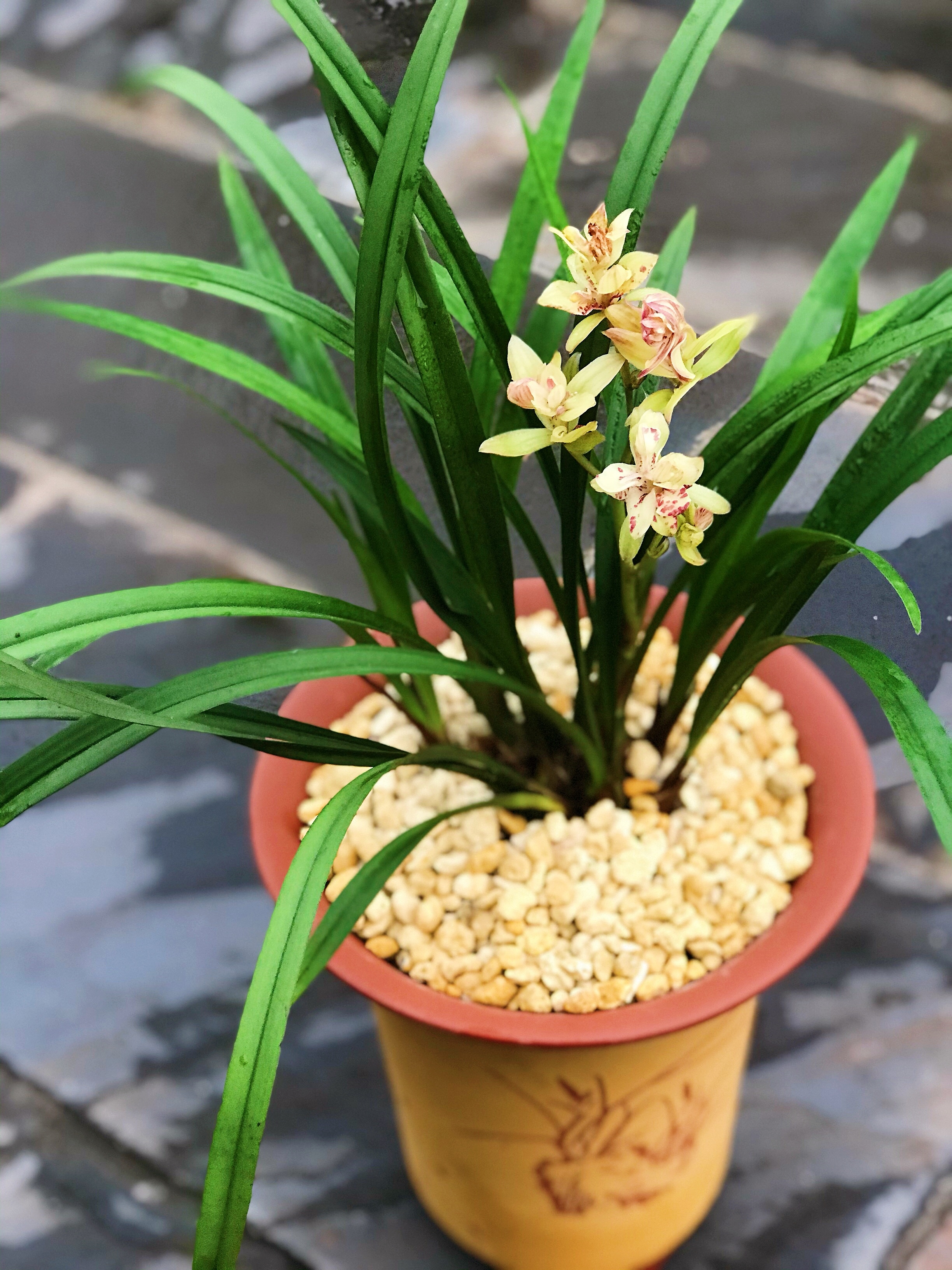 兰花必养经典品种介绍,哪些兰花香味浓郁适合新手养