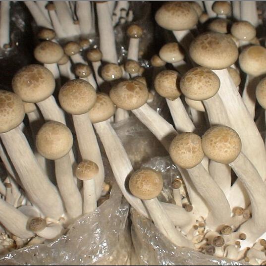 广西全州产业扶贫有妙招，引进这个项目，投资小见效快收益高，农民脱贫致富不用愁