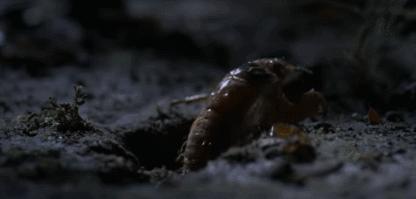 这种蝉中奇葩做了一道数学题，选择了一个让科学家想破脑袋的习性