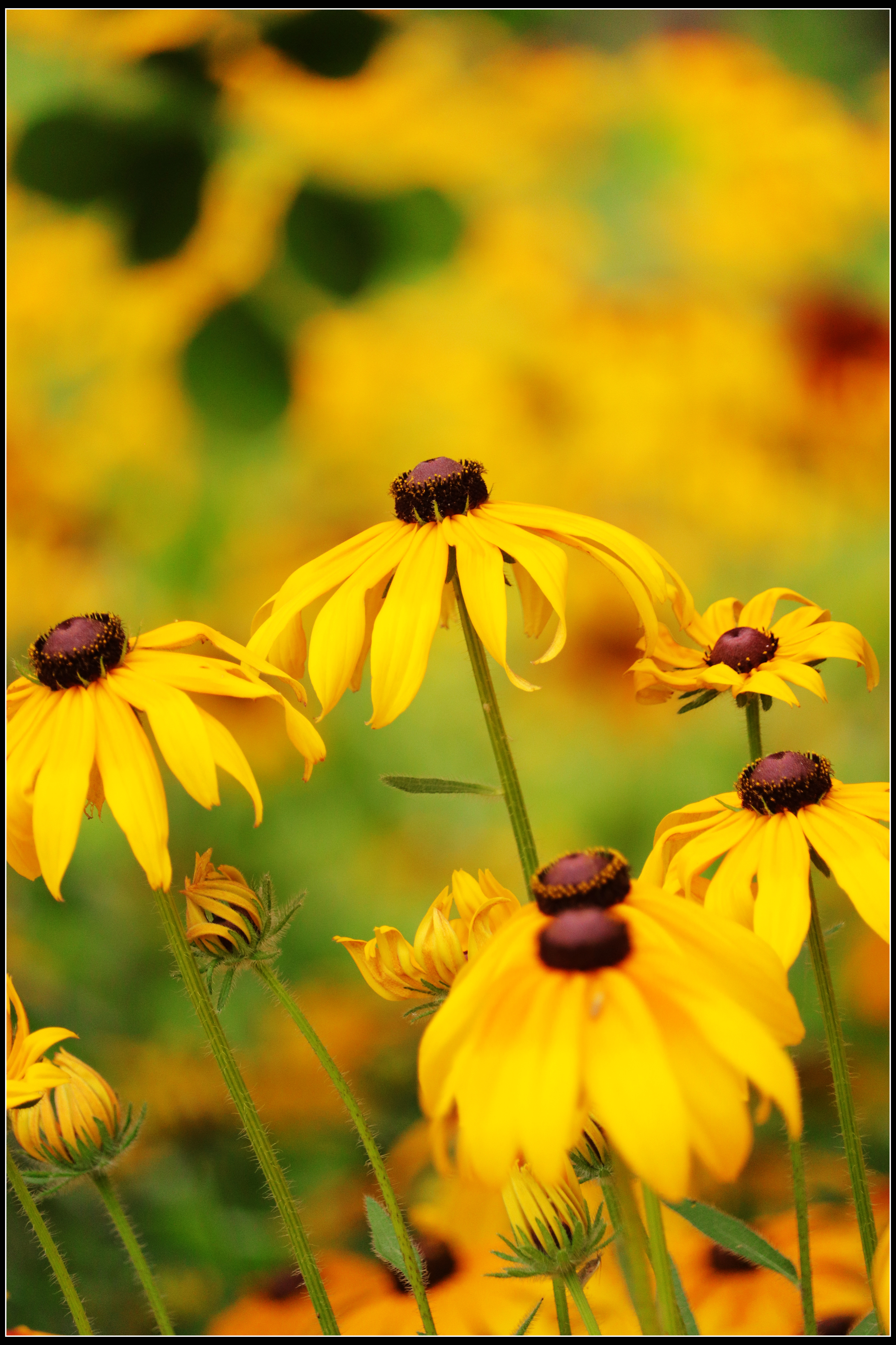 这种花便宜还好养活,5种坑人的花