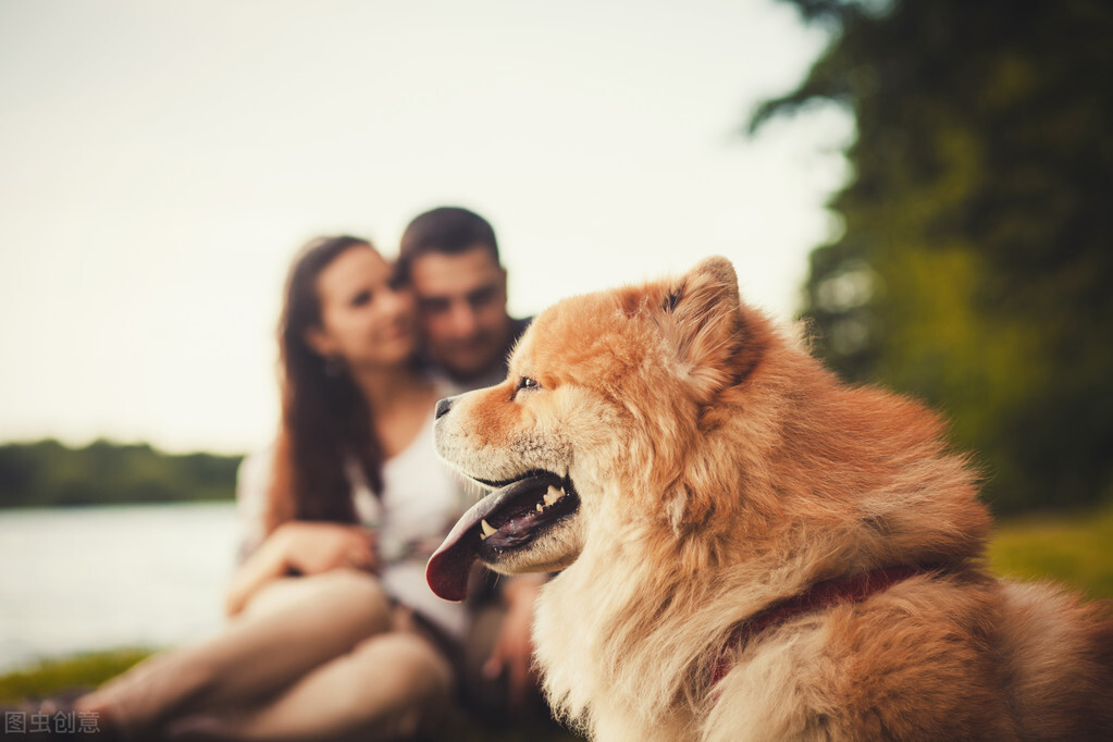 生活中松狮犬的养护须知是什么,松狮犬该怎么养这篇文章为你解读