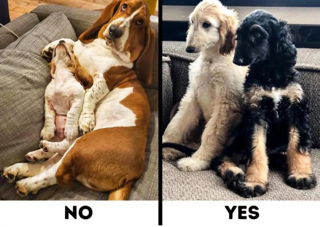 最好养不掉毛的狗狗,适合家养的狗狗推荐不掉毛