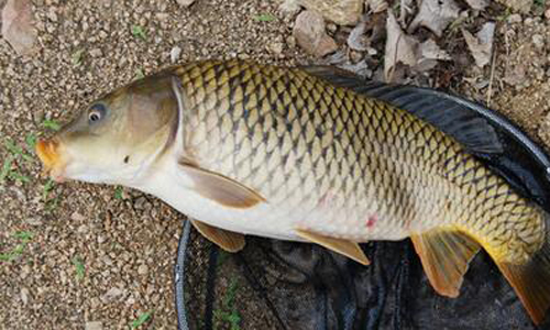 常见的鱼类习性知道怎么让它上钩