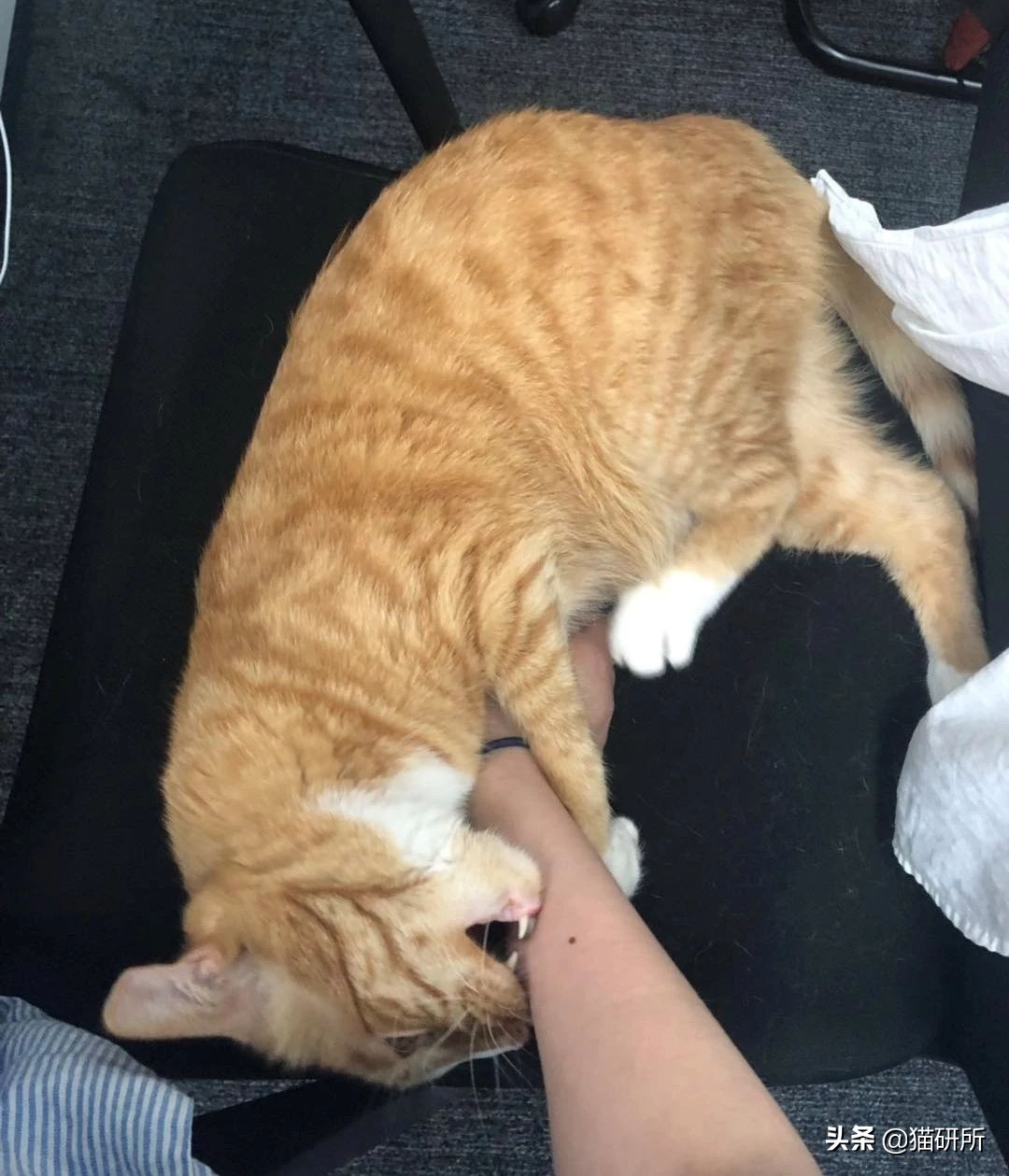 跟猫咪玩耍的时候它咬人,猫咪咬人怎么办一招教你制服