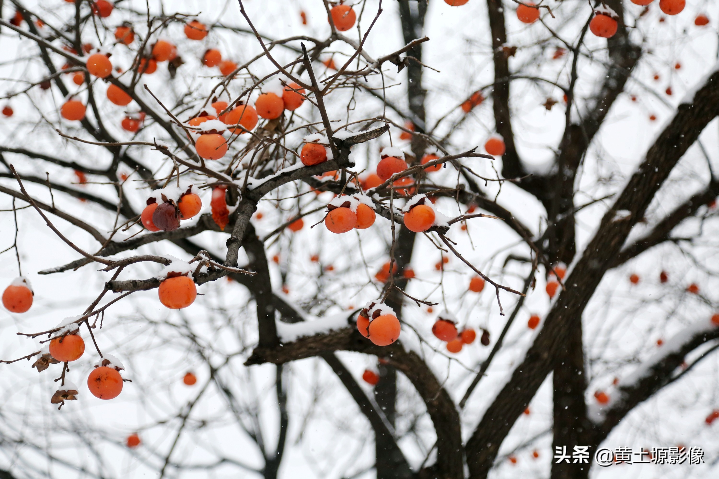 柿子树无人采摘,农村柿子下雪天也无人采摘