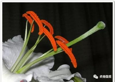 日本国花是什么花啊,全世界各国的国花是什么花