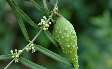 在田里发现这种“羊奶瓜”，快保护起来，值钱，一斤好几十