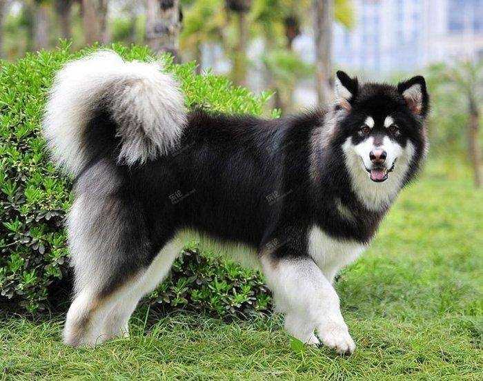 10种非常厉害的狗,最受欢迎的六种大型犬