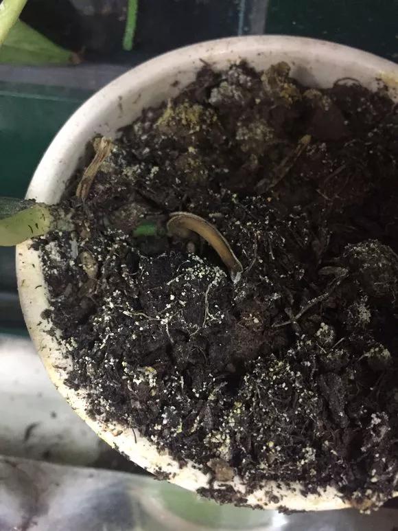 盆栽黄叶烂根什么原因,黄叶烂根怎么补救