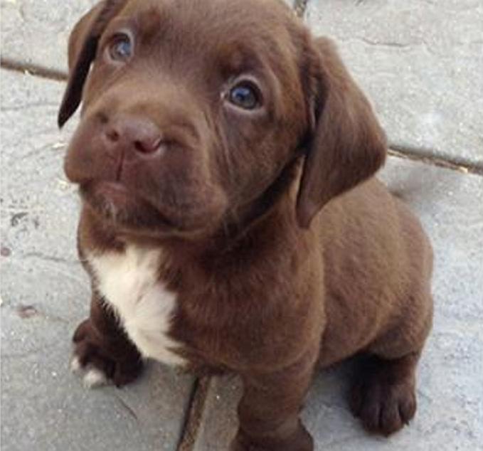 串串狗是什么犬种,串串狗到底是什么犬种