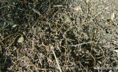 石食者THESTONEEATERS六