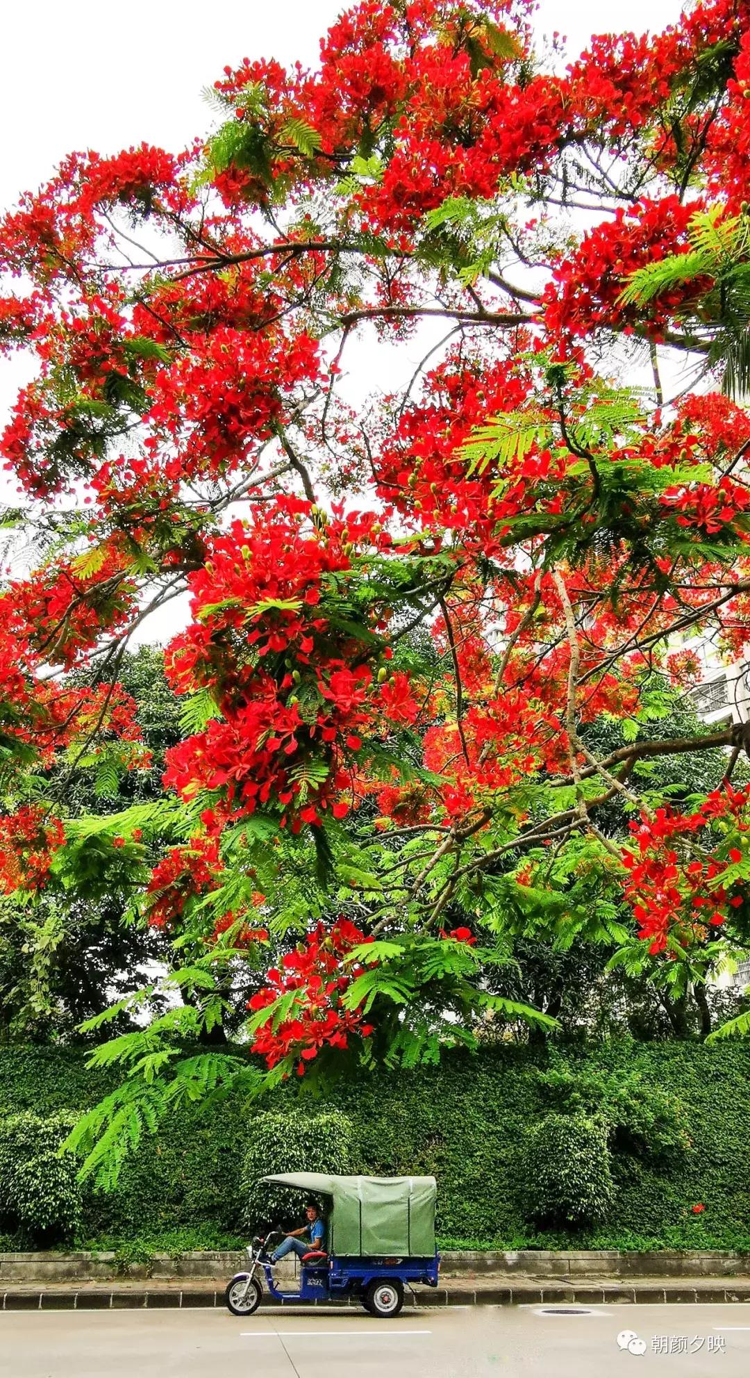 凤凰浴火时，盛夏晚晴天